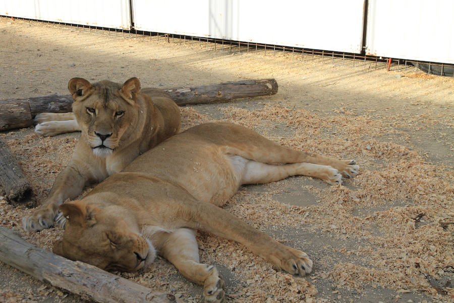 Fotos: Animales del Circo Quirós