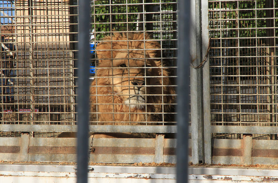 Fotos: Animales del Circo Quirós