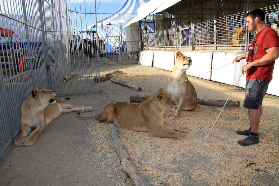 Fotos: Animales del Circo Quirós