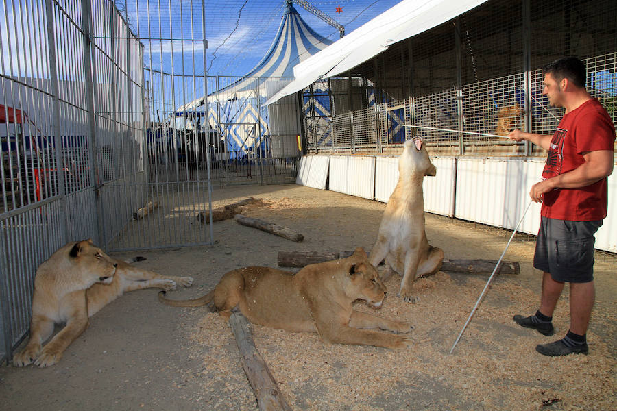 Fotos: Animales del Circo Quirós