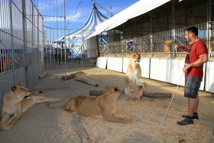 Fotos: Animales del Circo Quirós