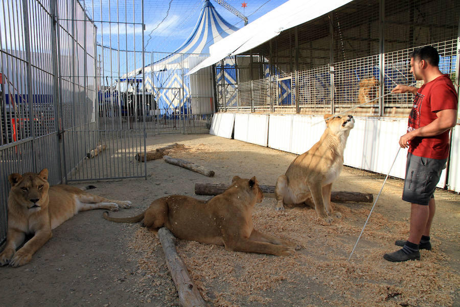 Fotos: Animales del Circo Quirós