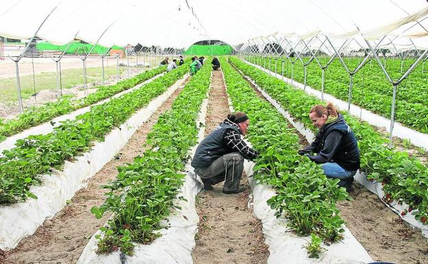 Trabajadores en el interior de un vivero. 