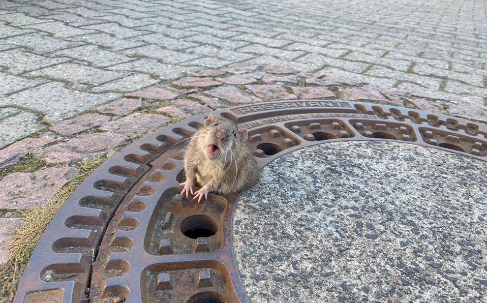 El animal atrapado en la tapa de la alcantarilla. 