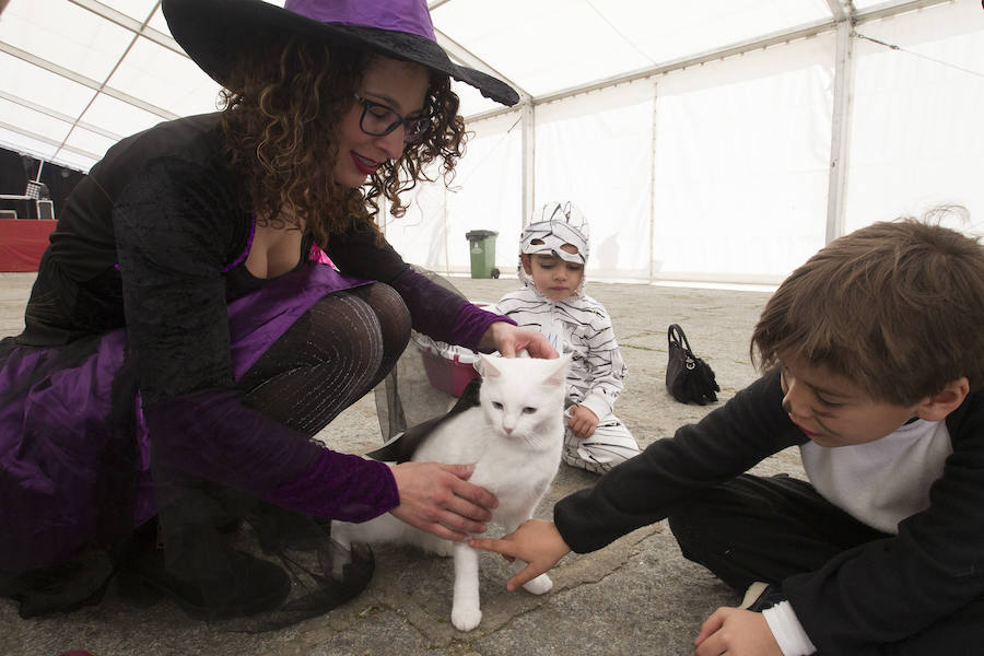 Fotos: Concurso de disfraces de mascotas en el Carnaval de Toro