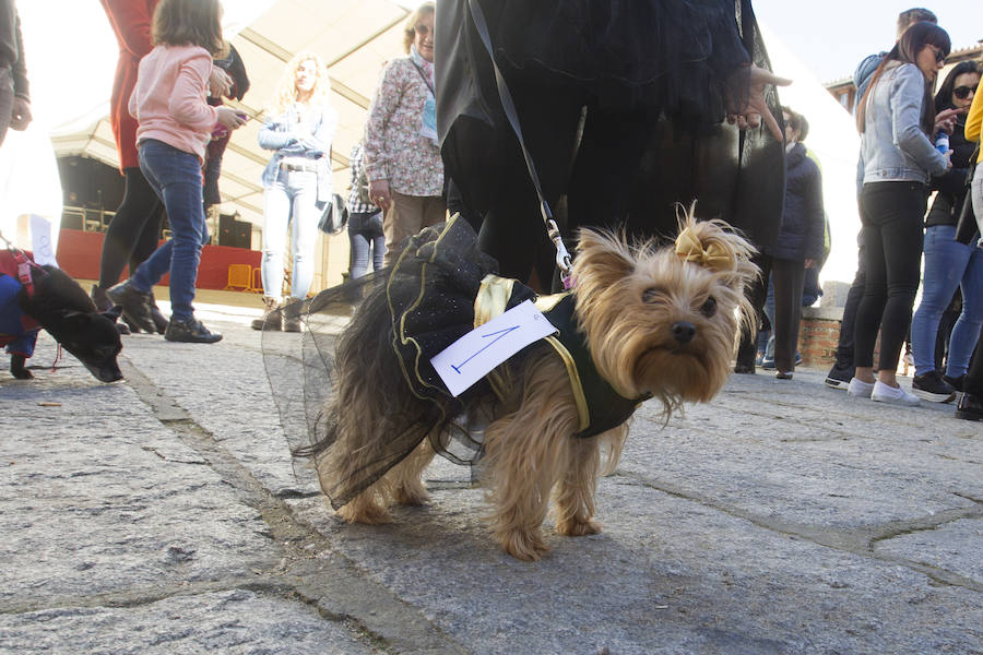 Fotos: Concurso de disfraces de mascotas en el Carnaval de Toro