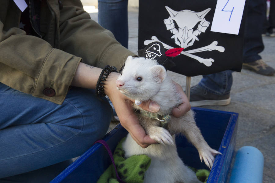 Fotos: Concurso de disfraces de mascotas en el Carnaval de Toro