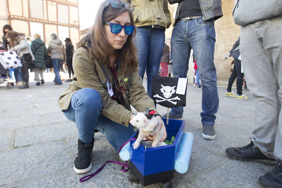 Fotos: Concurso de disfraces de mascotas en el Carnaval de Toro