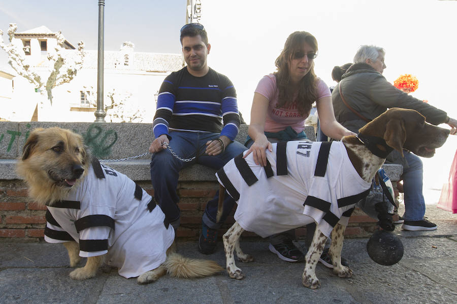 Fotos: Concurso de disfraces de mascotas en el Carnaval de Toro