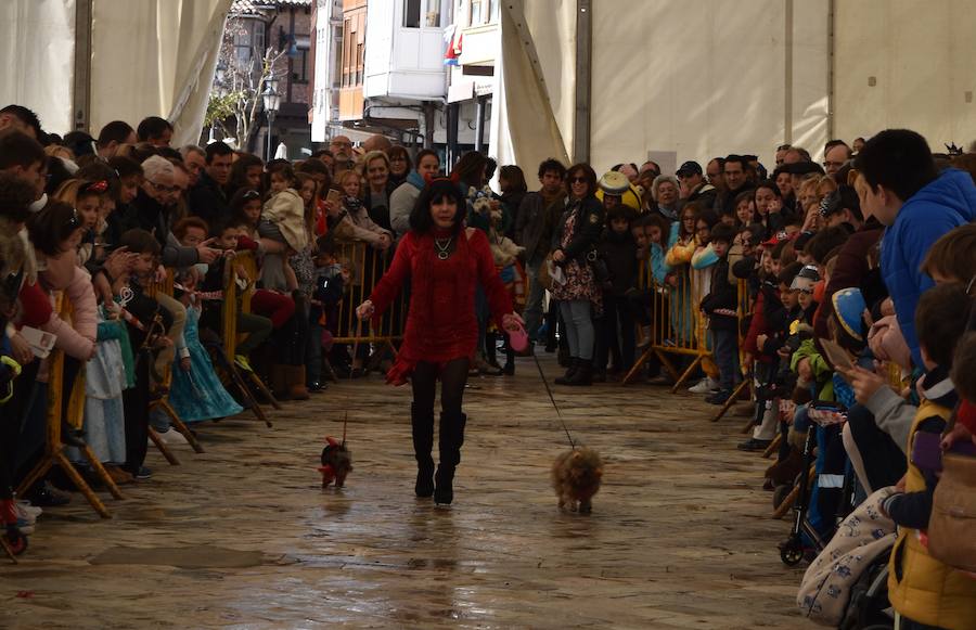 Fotos: Las mascotas de Aguilar también viven el Carnaval