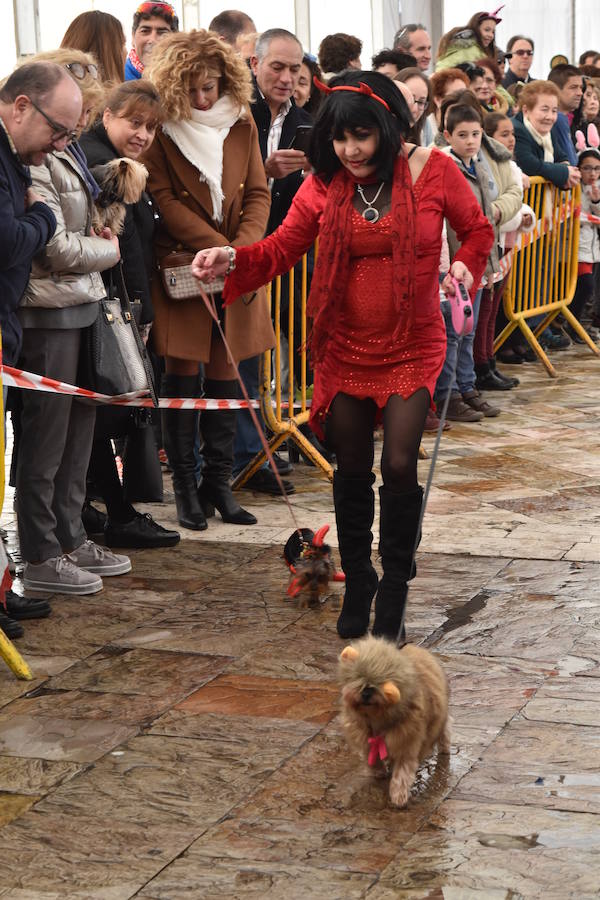 Fotos: Las mascotas de Aguilar también viven el Carnaval