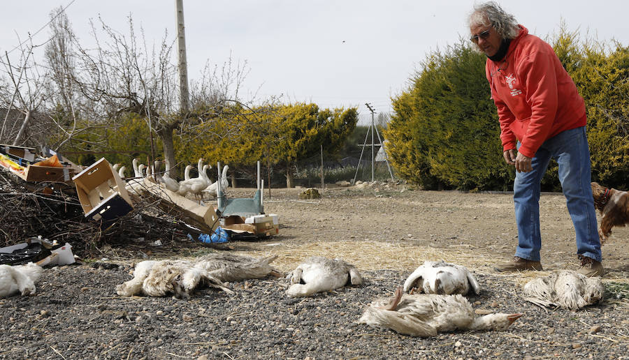 Fotos: Los bárbaros se ceban con las ocas de Miguelin