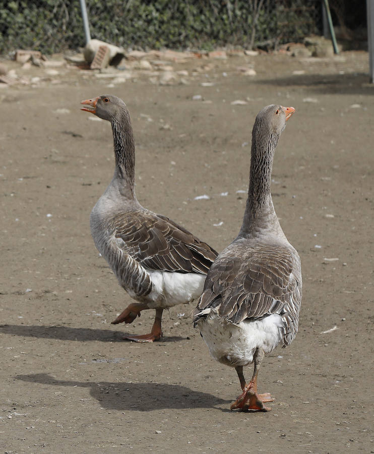 Fotos: Los bárbaros se ceban con las ocas de Miguelin