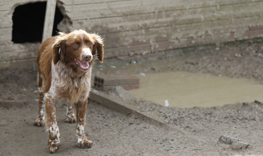 Fotos: Los bárbaros se ceban con las ocas de Miguelin