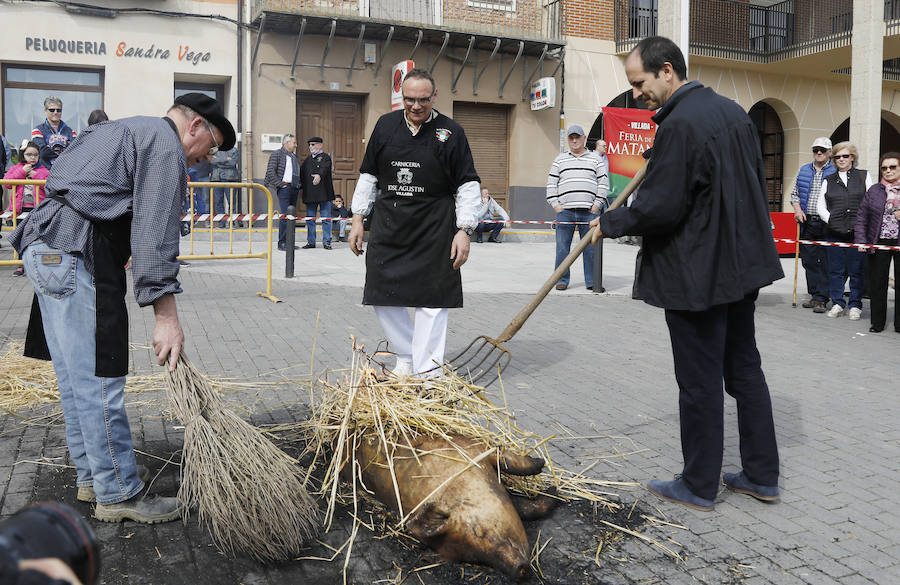 Fotos: Villada celebra su tradicional matanza