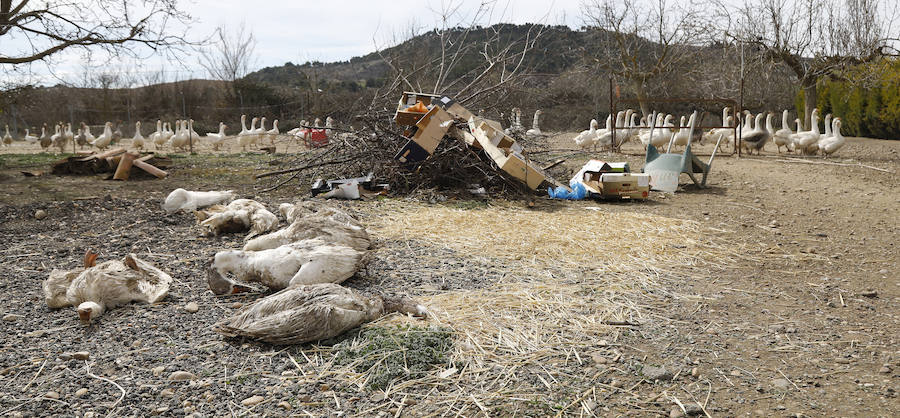 Ocas muertas en la granja del frutero Miguelín. 