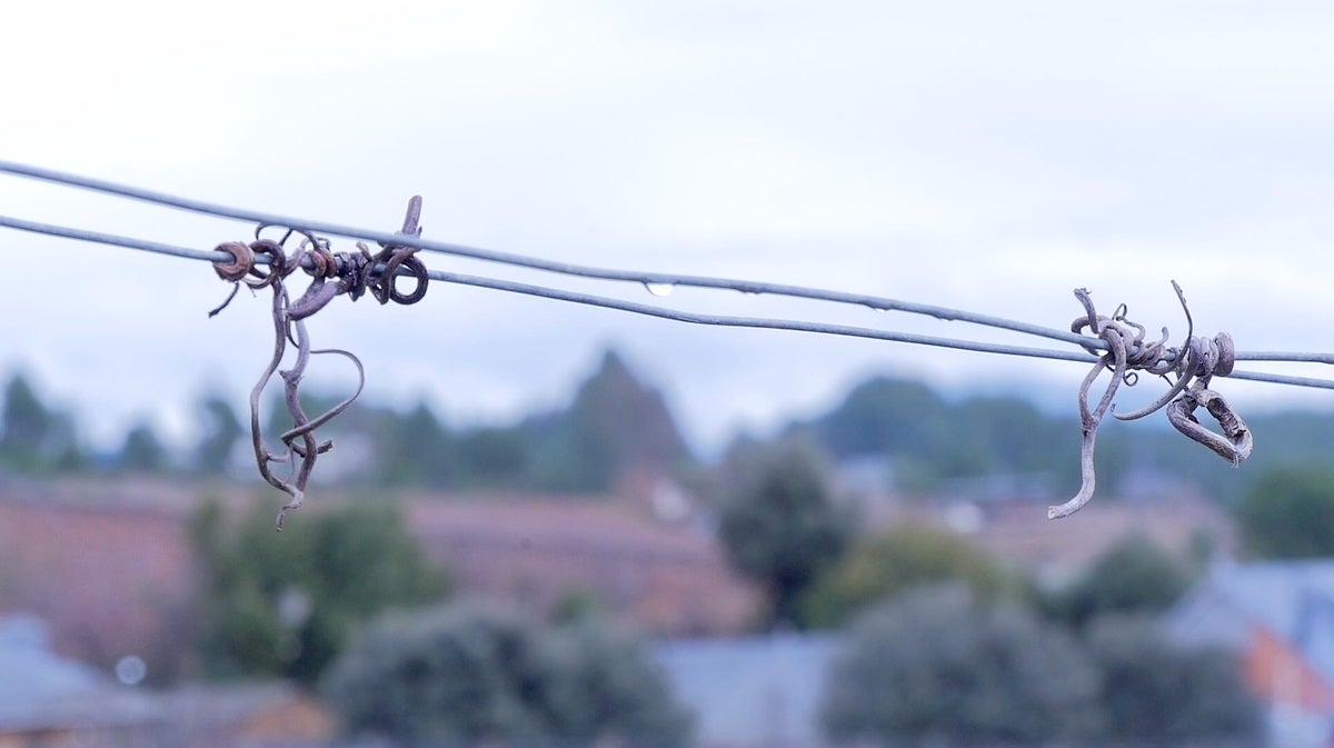 Leonoticias recorre la provincia para descubrir lo que esconden los productos de León avalados con un sello de calidad, en la primera parada conocemos la manzana reineta, la pera conferencia, la castaña, la cereza, el pimiento asado y, como no, el emblema culinario de la comarca bercina