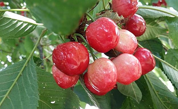 Leonoticias recorre la provincia para descubrir lo que esconden los productos de León avalados con un sello de calidad, en la primera parada conocemos la manzana reineta, la pera conferencia, la castaña, la cereza, el pimiento asado y, como no, el emblema culinario de la comarca bercina