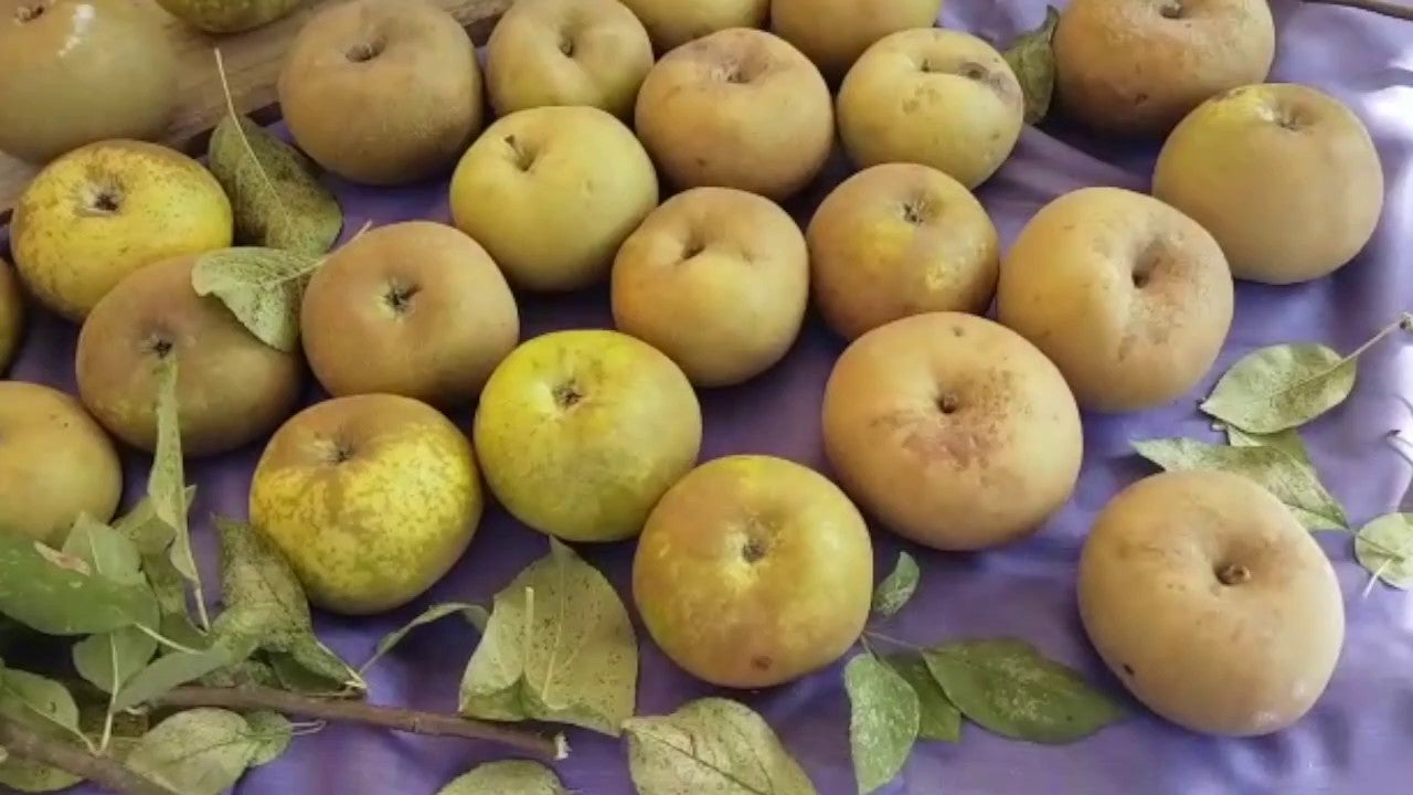 Leonoticias recorre la provincia para descubrir lo que esconden los productos de León avalados con un sello de calidad, en la primera parada conocemos la manzana reineta, la pera conferencia, la castaña, la cereza, el pimiento asado y, como no, el emblema culinario de la comarca bercina