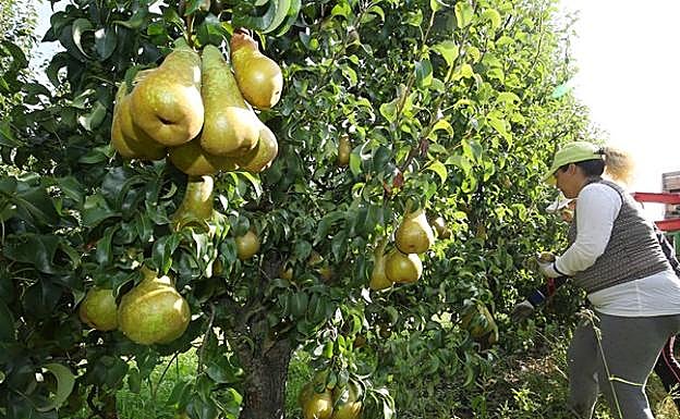 Leonoticias recorre la provincia para descubrir lo que esconden los productos de León avalados con un sello de calidad, en la primera parada conocemos la manzana reineta, la pera conferencia, la castaña, la cereza, el pimiento asado y, como no, el emblema culinario de la comarca bercina