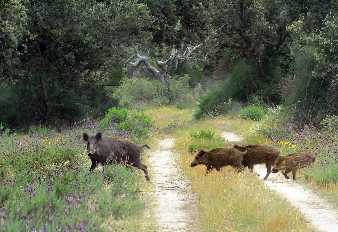 El Duero marca, entre Castronuño y Tordesillas, una deliciosa reserva natural con un catálogo de doscientas especies de aves 