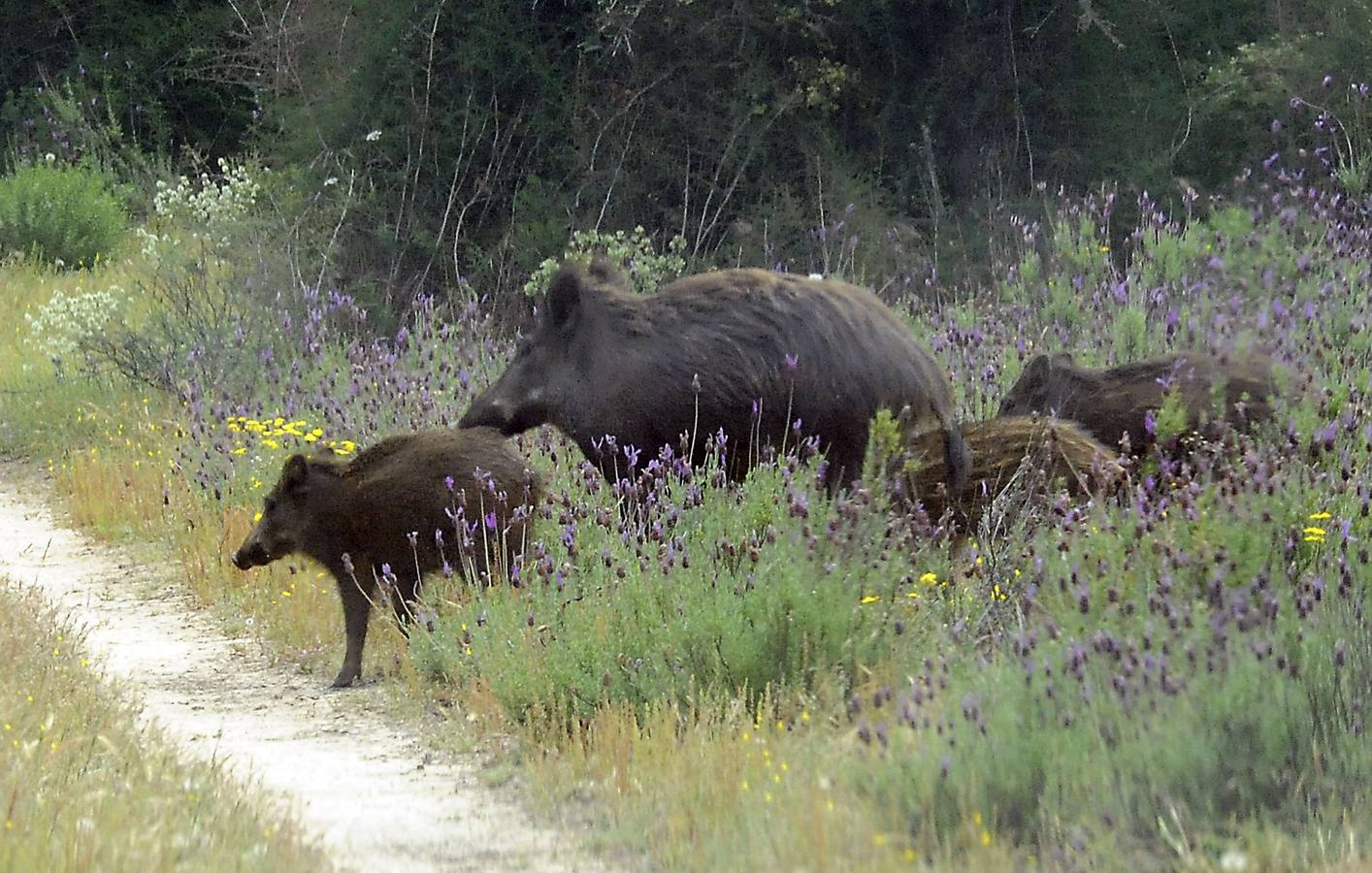 El Duero marca, entre Castronuño y Tordesillas, una deliciosa reserva natural con un catálogo de doscientas especies de aves 