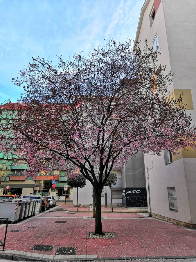 La Rondilla.