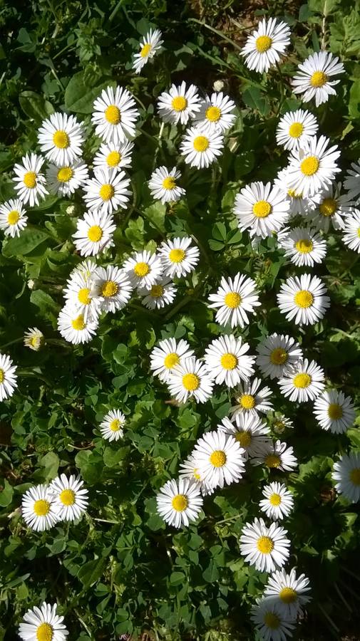 Estas son las fotos más bonitas que nos habéis enviado de la llegada de la primavera.