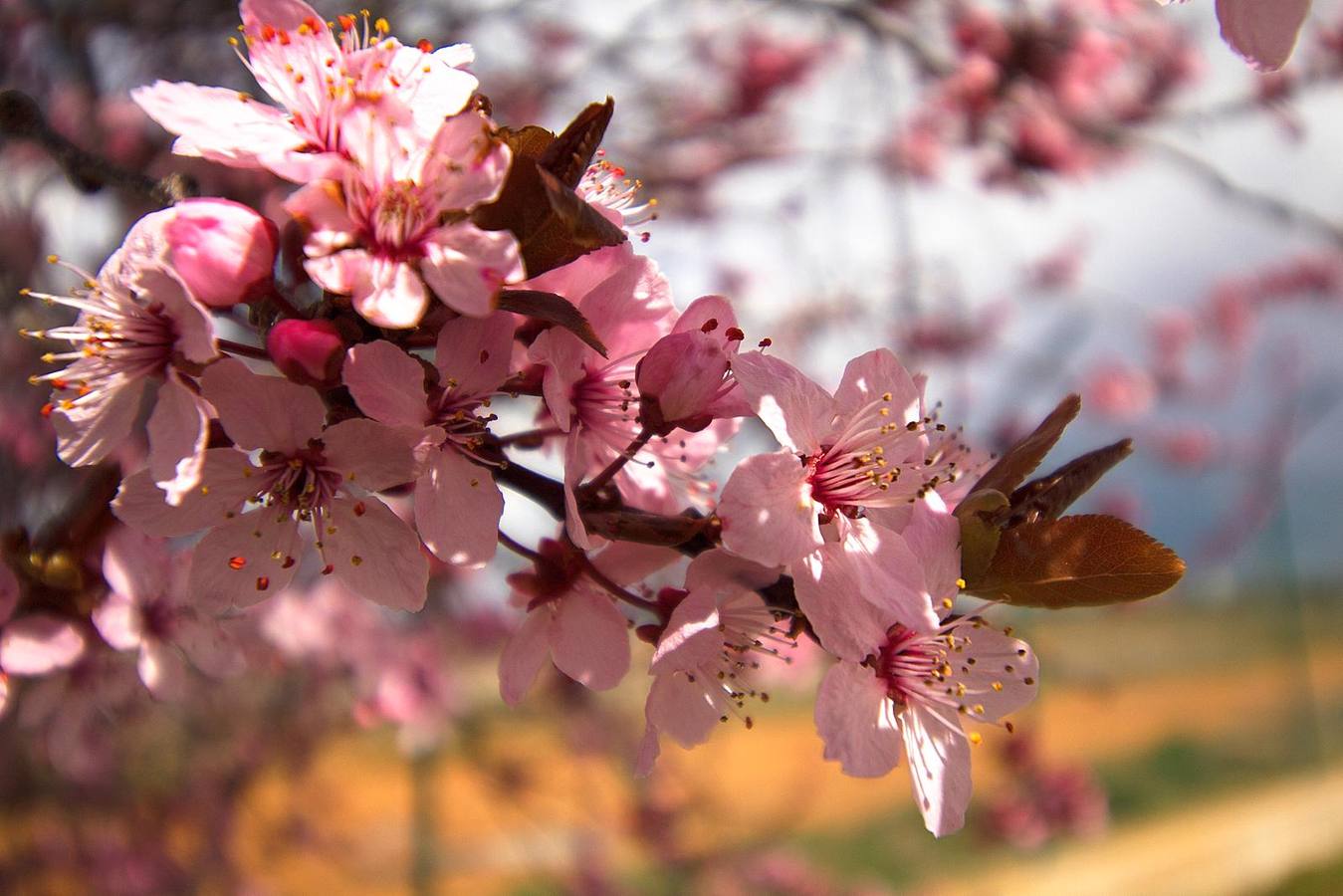 Estas son las fotos más bonitas que nos habéis enviado de la llegada de la primavera.