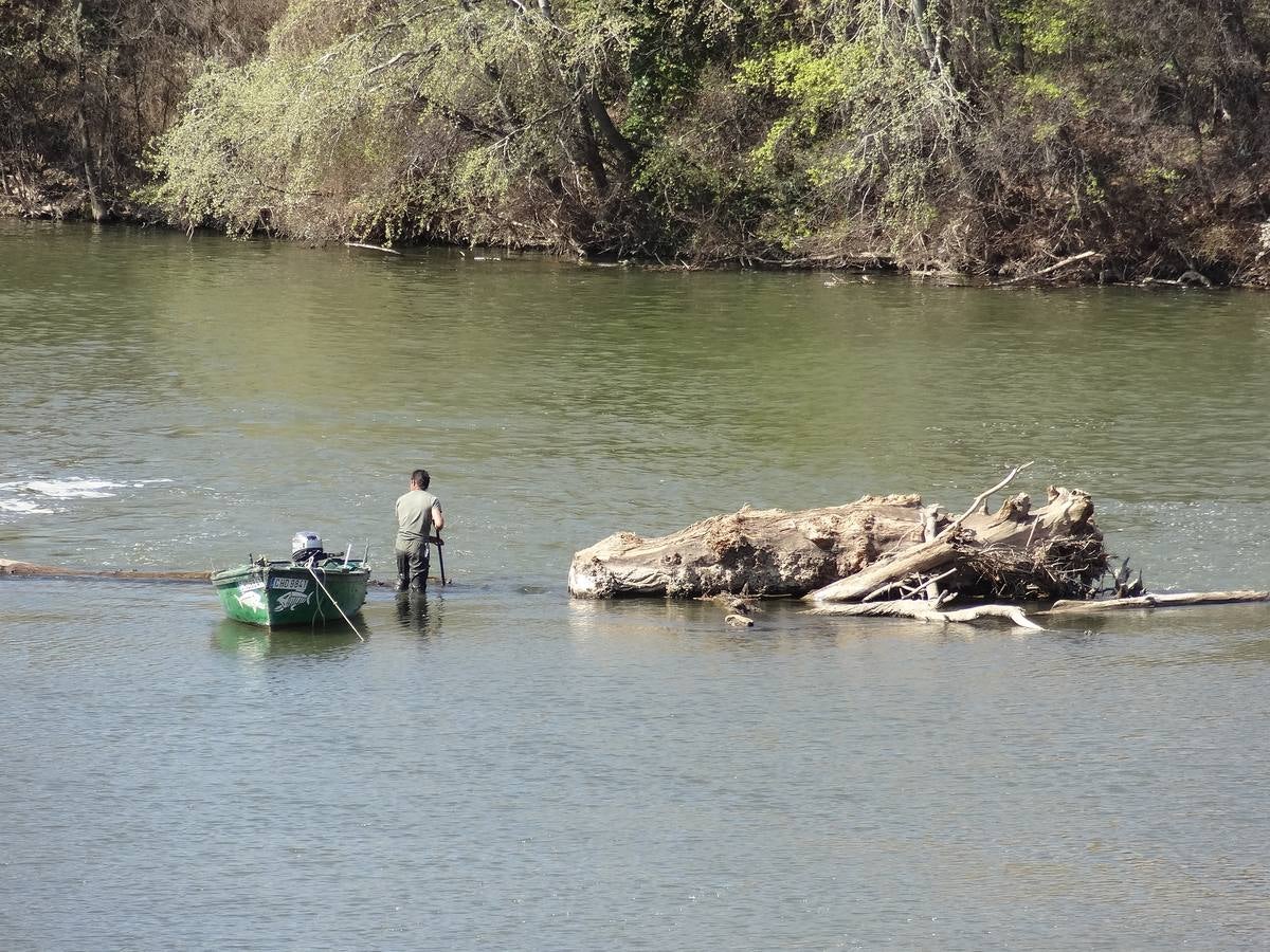 Fotos: El trabajo de los voluntarios libera de troncos los ojos del Puente Mayor de Valladolid