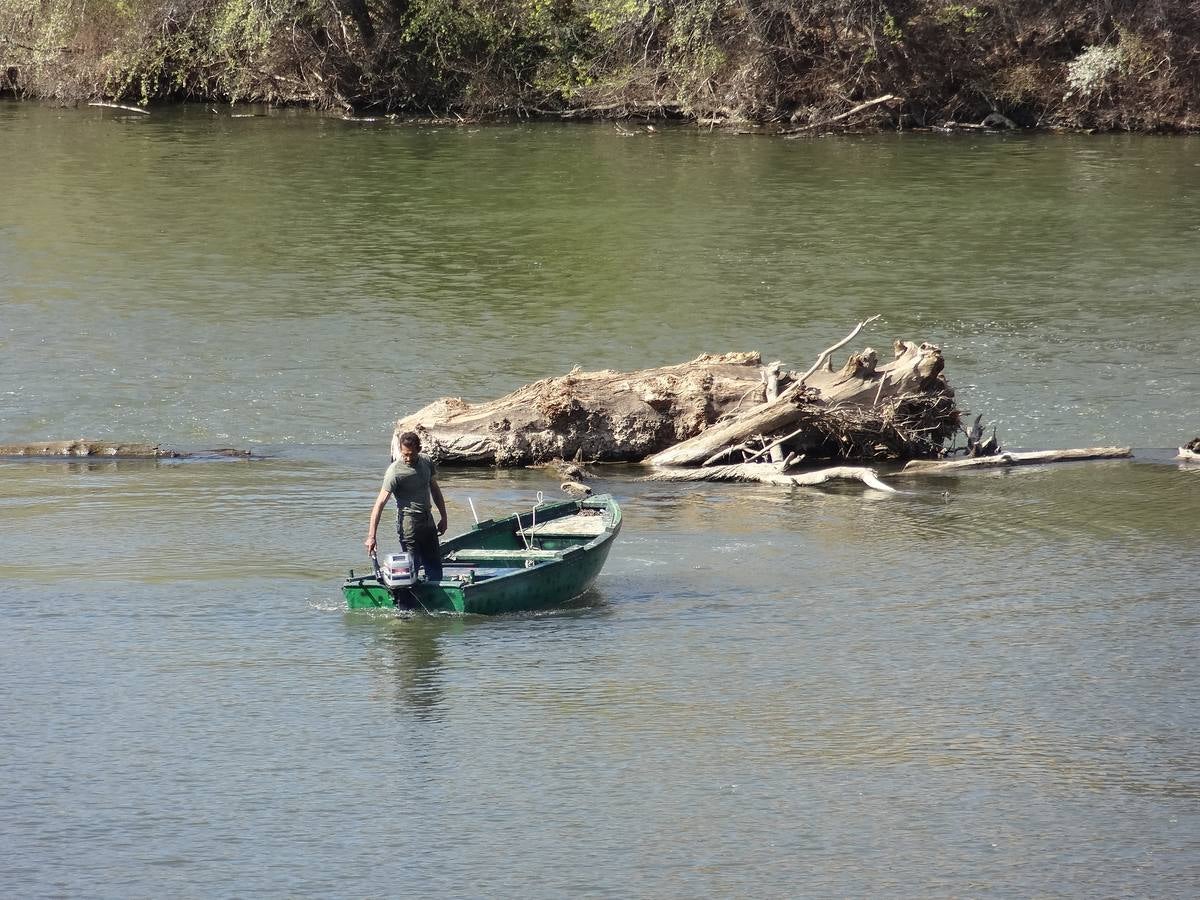 Fotos: El trabajo de los voluntarios libera de troncos los ojos del Puente Mayor de Valladolid