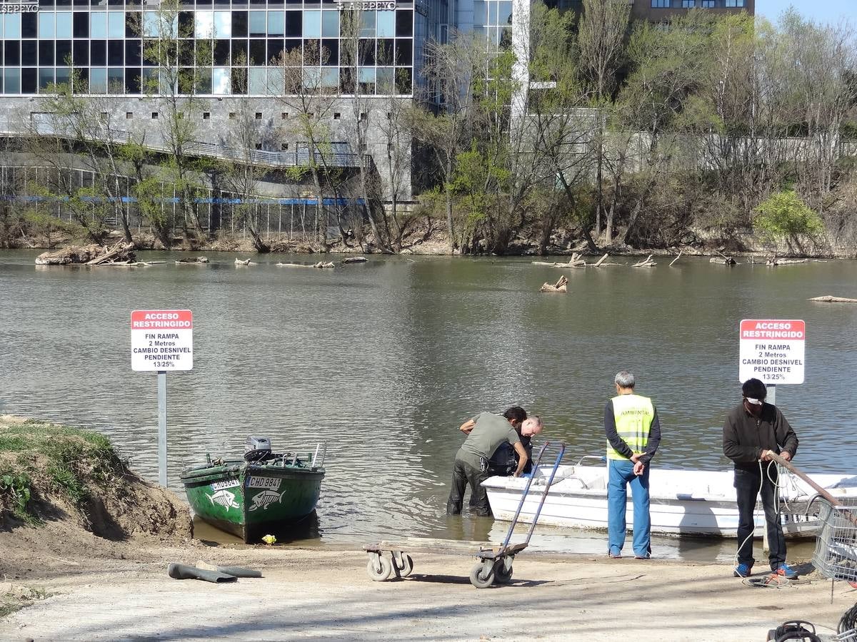 Fotos: El trabajo de los voluntarios libera de troncos los ojos del Puente Mayor de Valladolid