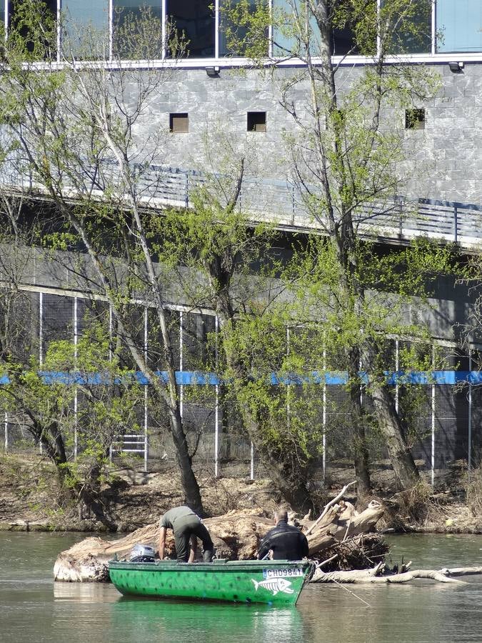 Fotos: El trabajo de los voluntarios libera de troncos los ojos del Puente Mayor de Valladolid