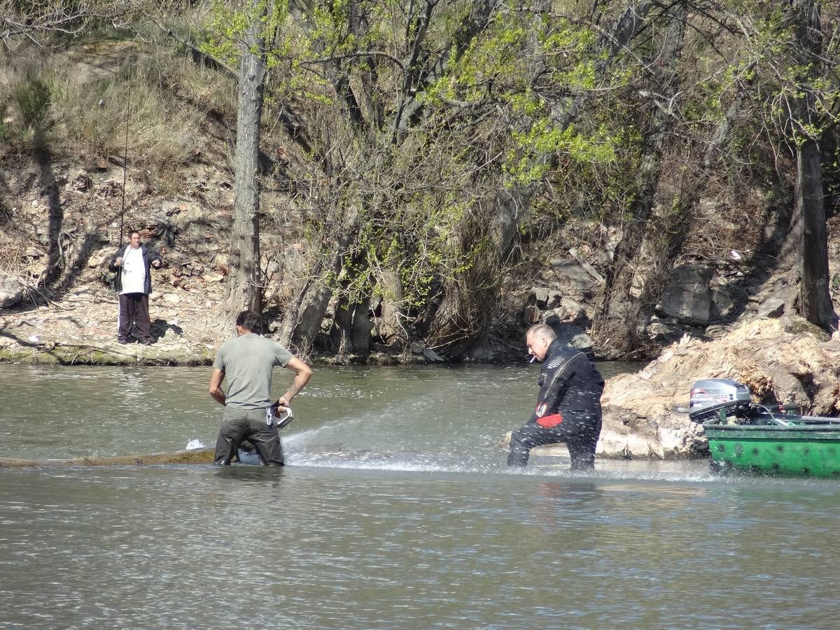 Fotos: El trabajo de los voluntarios libera de troncos los ojos del Puente Mayor de Valladolid