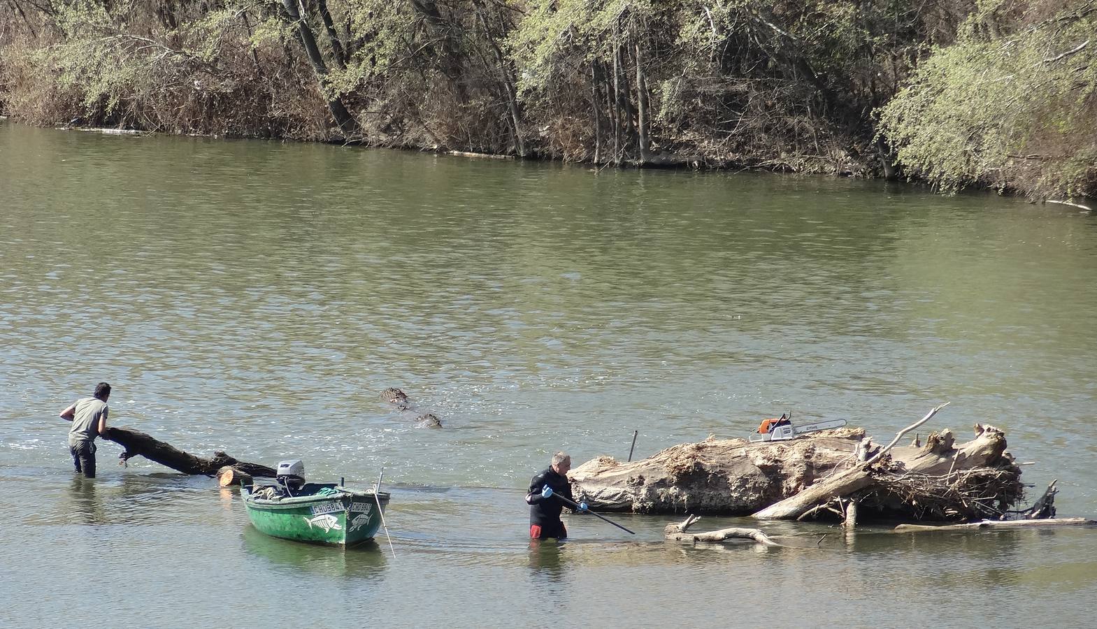 Fotos: El trabajo de los voluntarios libera de troncos los ojos del Puente Mayor de Valladolid