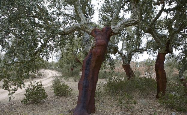 Árboles centenarios de Castilla y León. 