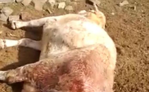 Un grupo de buitres mata a una vaca y un ternero en la localidad salmantina de Hinojosa de Duero