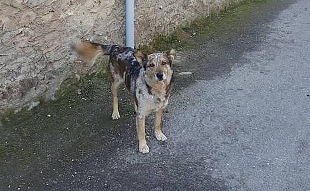 Pol, el carea del alcalde de Matallana de Torío. 