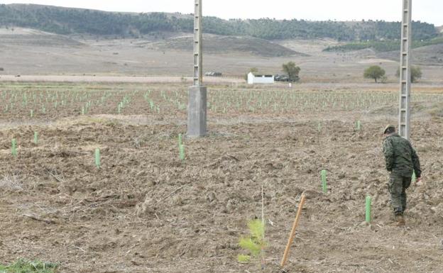 Imagen de la superficie de la base militar de Santovenia, donde se han plantado más de 40.000 pinos y encinas. 
