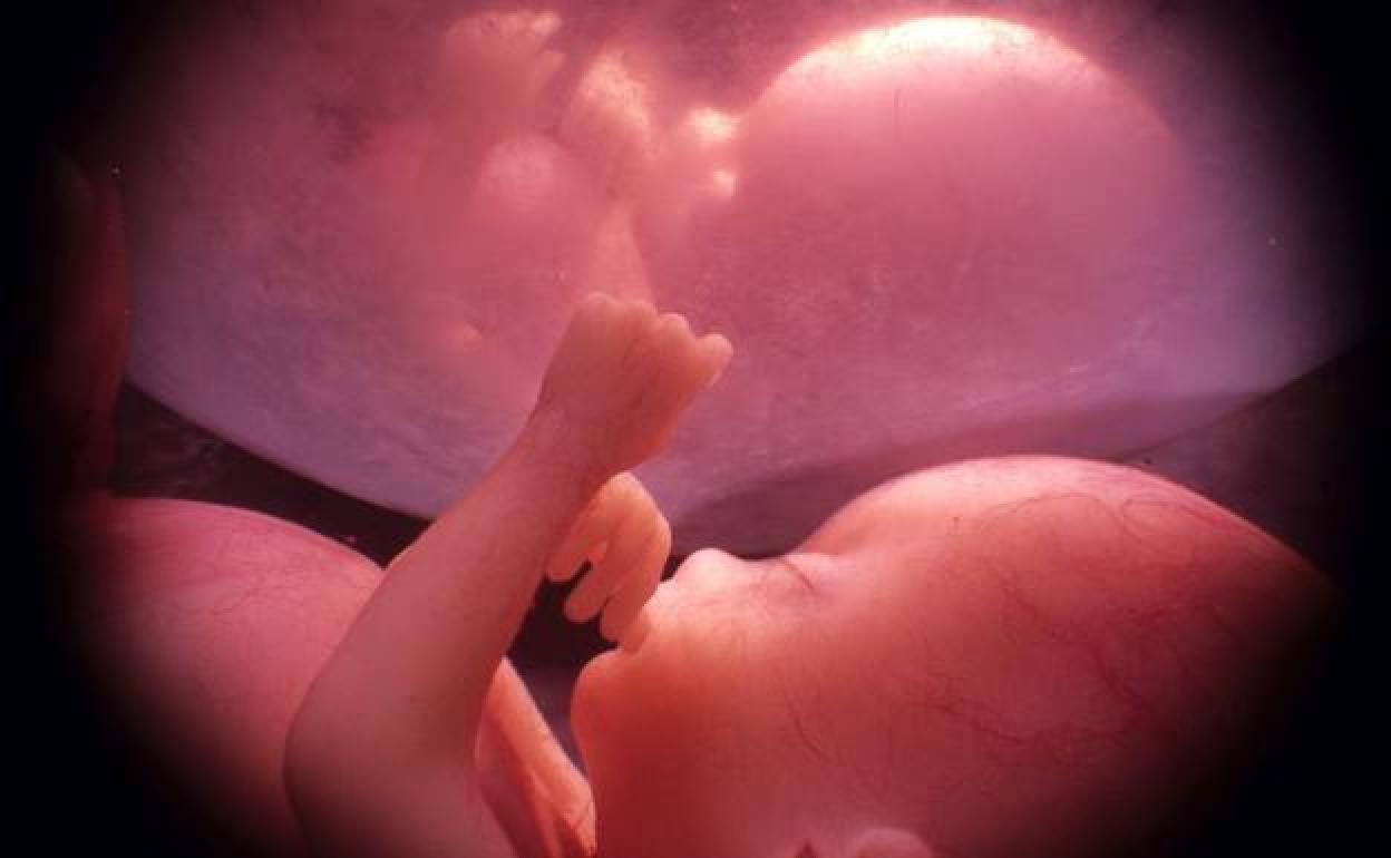 Fotograma de un documental sobre el desarrollo embrionario de gemelos, trillizos y cuatrillizos. 