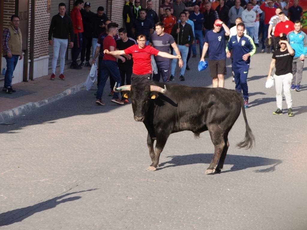 Fotos: Suelta de toros del cajón el Sábado Santo en Pedrajas de San Esteban