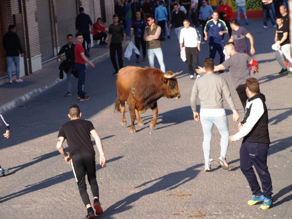 Fotos: Suelta de toros del cajón el Sábado Santo en Pedrajas de San Esteban