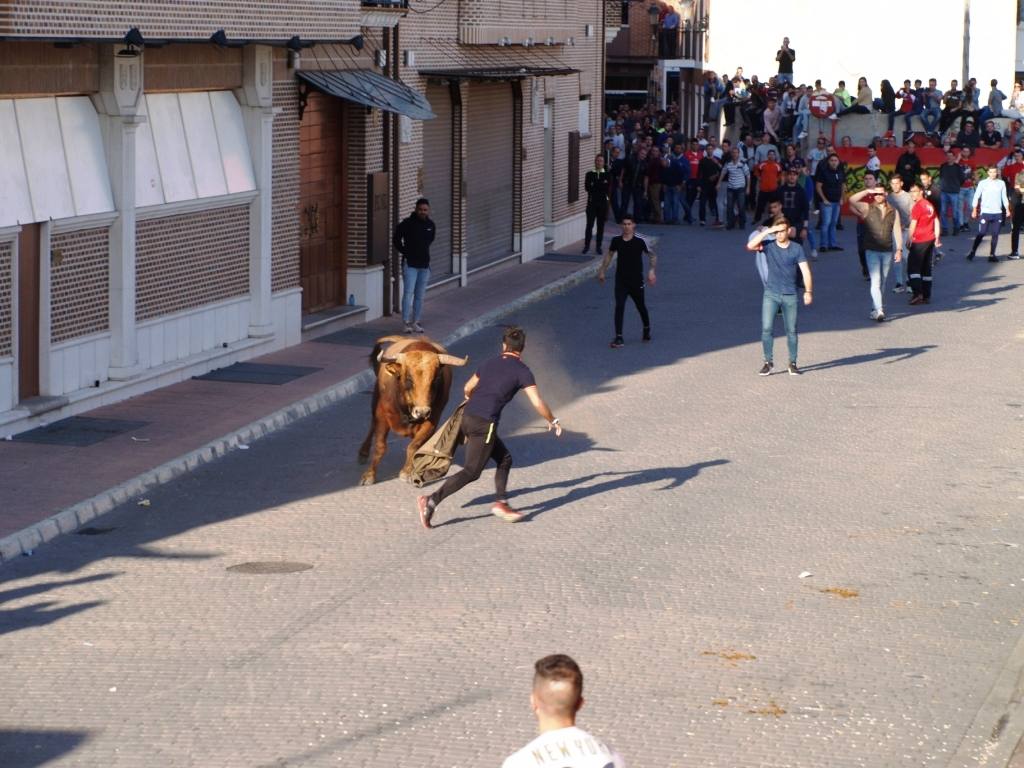 Fotos: Suelta de toros del cajón el Sábado Santo en Pedrajas de San Esteban