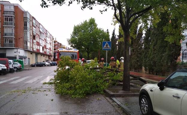 Retirada del árbol en la calle de la Salud.