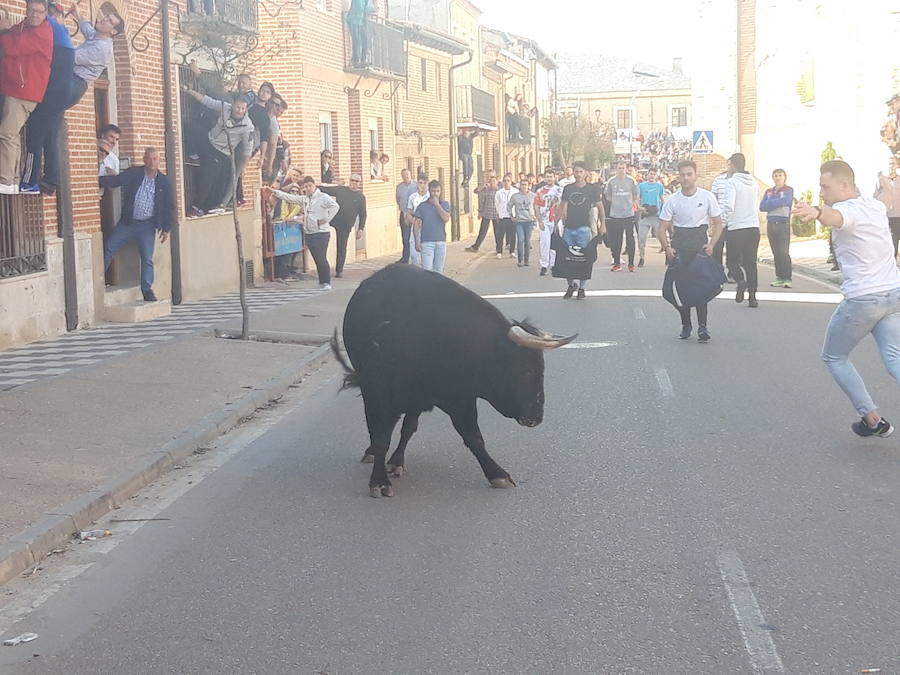 Fotos: Toro del Sarmiento en La Seca