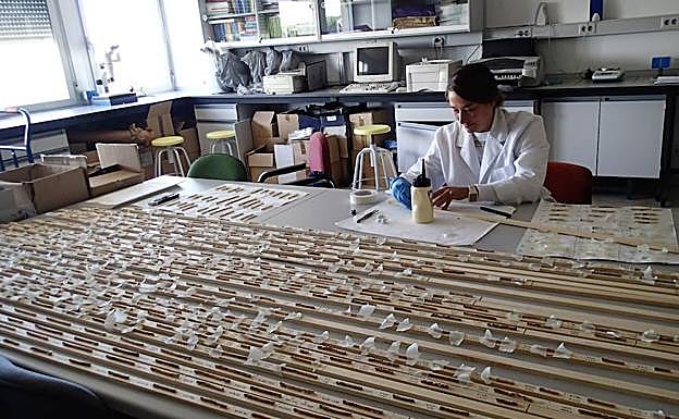 Laboratorio de anillos de crecimiento para mejorar la salud de los pinos resineros el Instituto de Gestión Forestal.