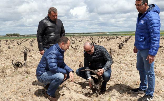 Andrés Monsalve, Javier Herrero Vedel, Fernando Vegas y José Manuel Corrales, en un viñedo viejo de Santiuste de San Juan Bautista. Curiosamente, aquí, algunas viñas se conducen más altas para intentar evitar las heladas. 