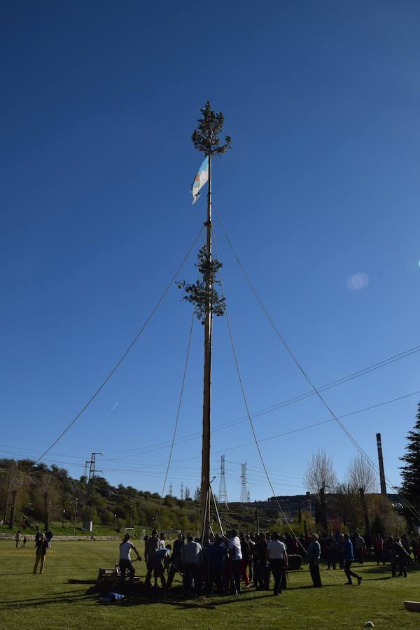 Fotos: Pinada del Mayo en Velilla del Río Carrión