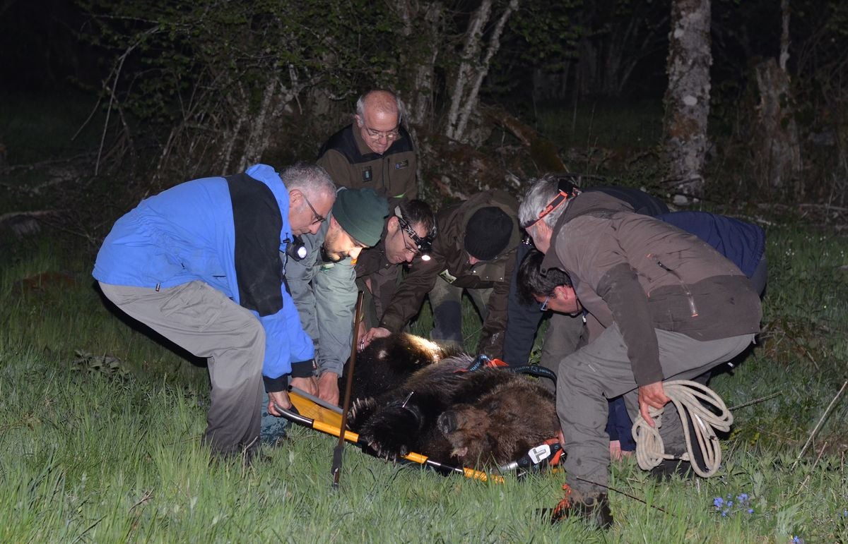 Fotos: Un oso pardo hallado en la localidad berciana de Palacios del Sil