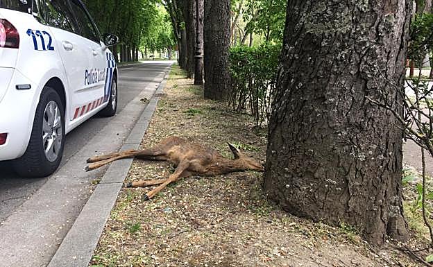 El corzo ha muerto tras el impacto